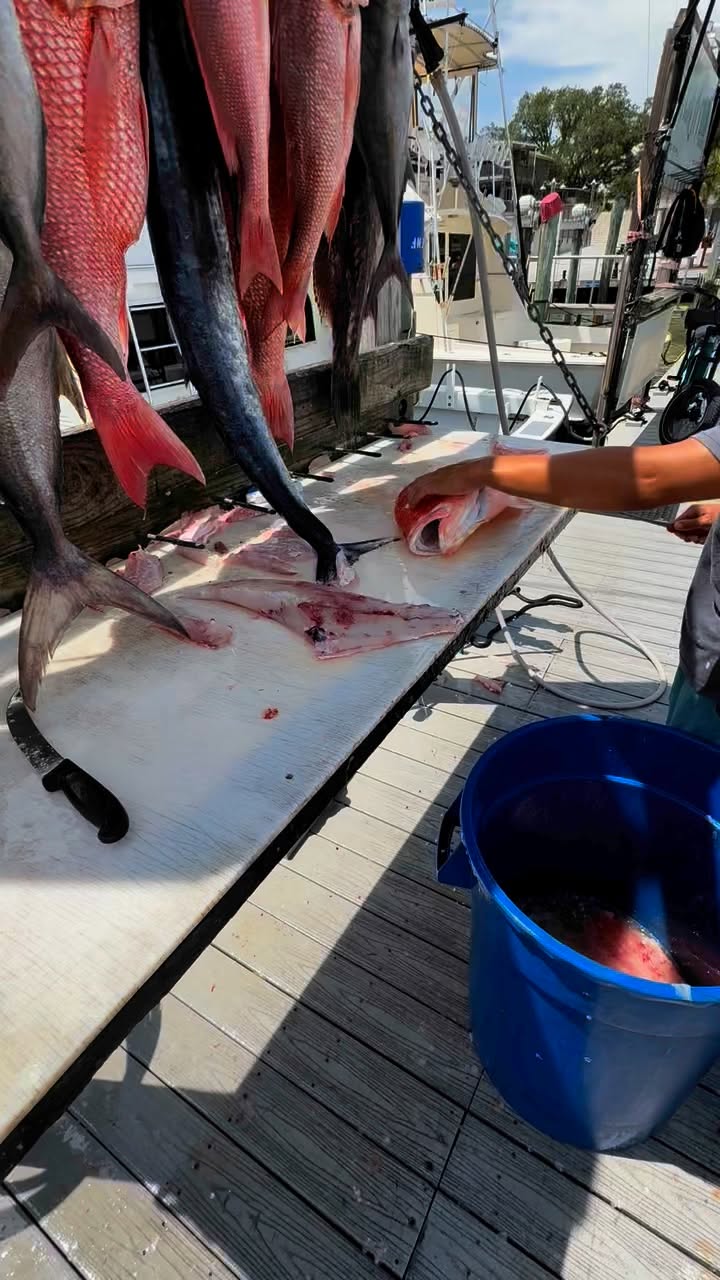 The day's catch of red snapper and king mackerel hanging at the dockside cleaning table
