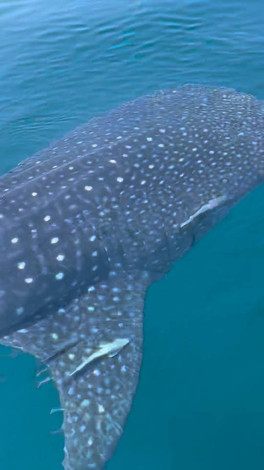 Whale shark gliding just under the surface beside the Mighty Fine
