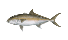 Greater amberjack illustration