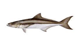 Cobia illustration