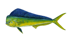 Mahi mahi illustration