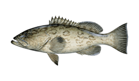 Gag grouper illustration