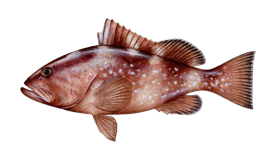 Red grouper illustration