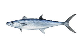 King mackerel illustration