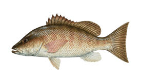 Mangrove snapper illustration