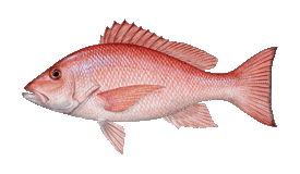 Red snapper illustration