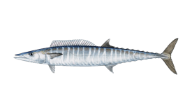 Wahoo illustration